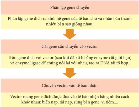 Hãy vẽ sơ đồ phác thảo ba bước của một quy trình công nghệ gene cơ bản